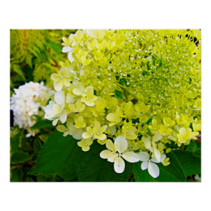 Poster Hydrangea Limelight Vert Chartreuse Élégant