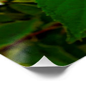 Poster Hydrangea Limelight Vert Chartreuse Élégant (Coin)