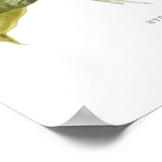 Poster Hydrangea lindleyana (Coin)