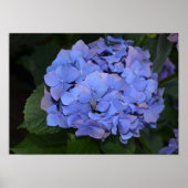 Poster Hydrangea macrophylla violette rustique (Devant)