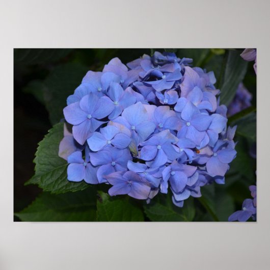 Poster Hydrangea macrophylla violette rustique (Devant)