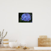Poster Hydrangea macrophylla violette rustique (Cuisine)
