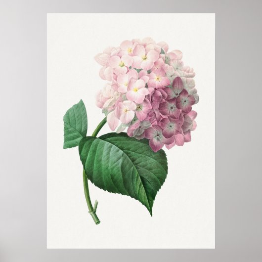 Poster Hydrangea par Pierre-Joseph Redouté (1759–1840) (Devant)