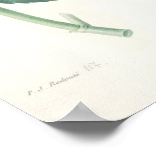 Poster Hydrangea rose (Coin)