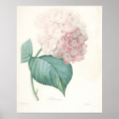 Poster Hydrangea rose (Devant)