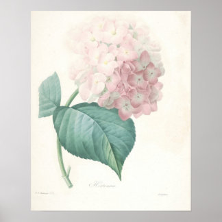 Poster Hydrangea rose