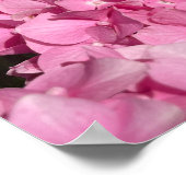 Poster Hydrangea rose (Coin)
