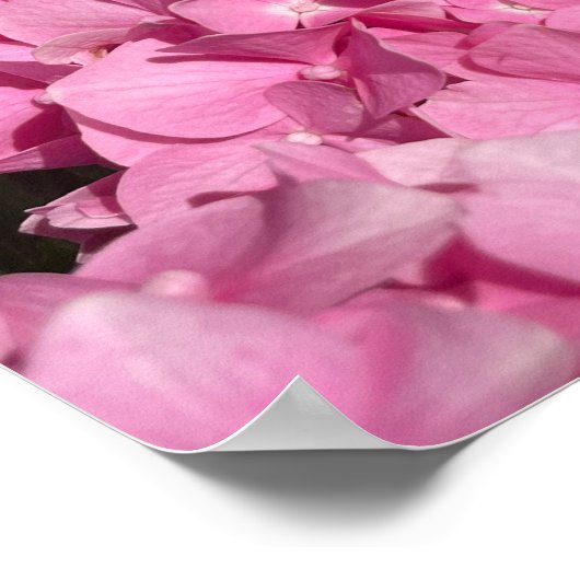 Poster Hydrangea rose (Coin)