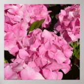 Poster Hydrangea rose (Devant)