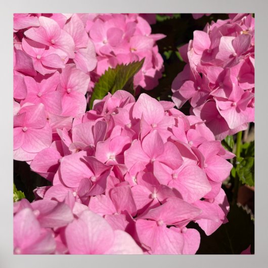 Poster Hydrangea rose (Devant)