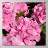 Poster Hydrangea rose (Devant)