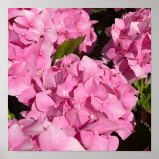 Poster Hydrangea rose