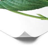 Poster Hydrangea Rose Ancien Hortensia Fleur de Redoute (Coin)