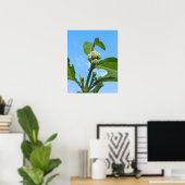 Poster Hydrangea sauvage (Bureau à domicile)