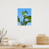 Poster Hydrangea sauvage (Cuisine)