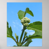 Poster Hydrangea sauvage (Devant)