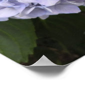 Poster Hydrangeas au bord de la route – Photographie de n (Coin)