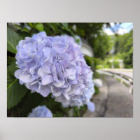 Hydrangeas au bord de la route – Photographie de n
