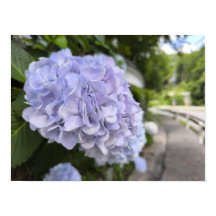 Hydrangeas au bord de la route – Photographie de n
