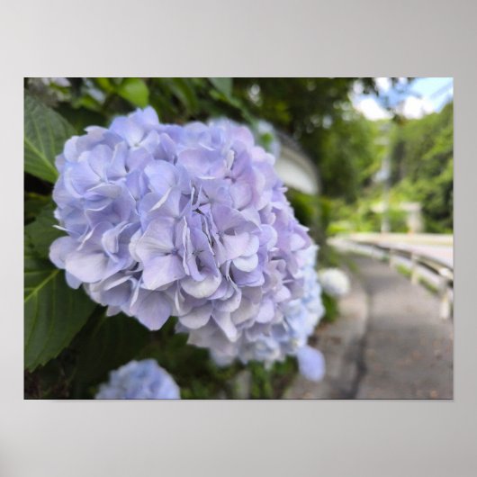 Poster Hydrangeas au bord de la route – Photographie de n (Devant)
