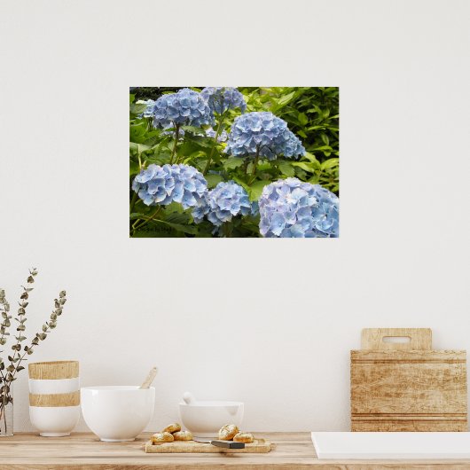 Poster Hydrangeas Bleus Nuancés (Cuisine)