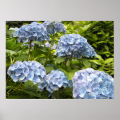 Poster Hydrangeas Bleus Nuancés (Devant)