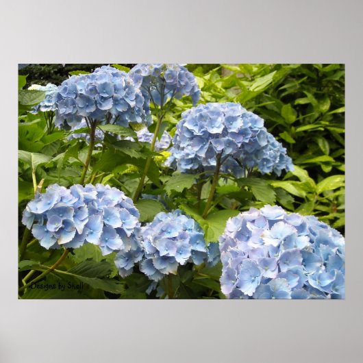 Poster Hydrangeas Bleus Nuancés (Devant)