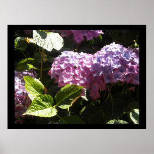 Poster Hydrangeas Élégantes
