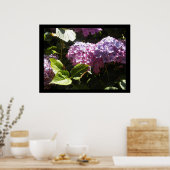Poster Hydrangeas Élégantes (Cuisine)