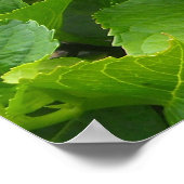 Poster Hydrangeas en fleurs (Coin)