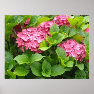 Poster Hydrangeas en fleurs