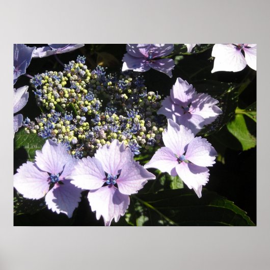 Poster Hydrangeas Mauves Élégants (Devant)