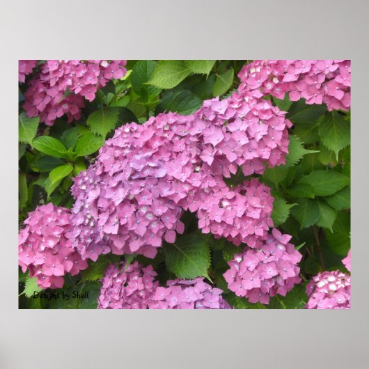 Poster Hydrangeas Rose Foncé (Devant)