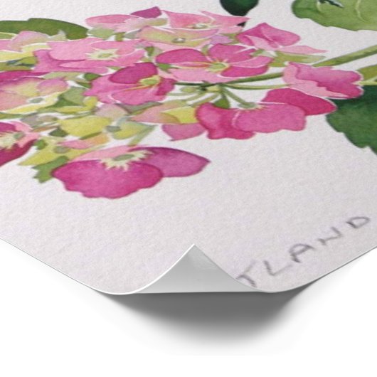 Poster Hydrangée (Coin)