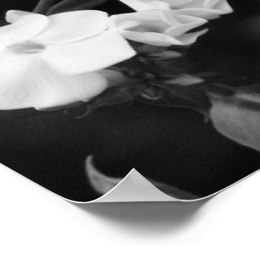 Poster Hydrangée (Coin)