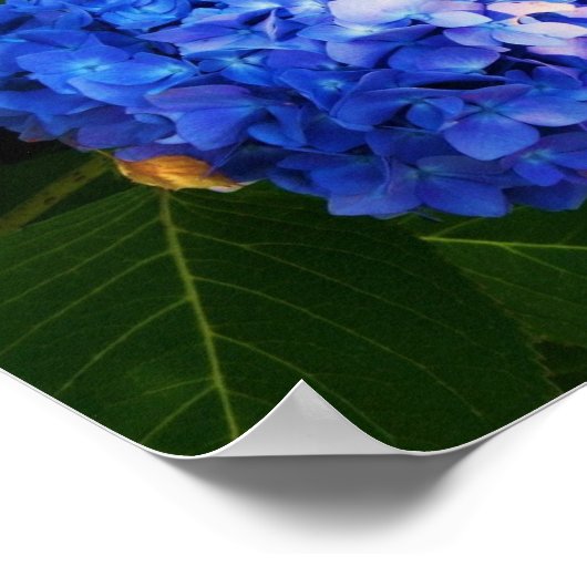 Poster Hydrangée (Coin)