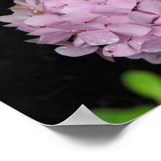 Poster Hydrangée (Coin)