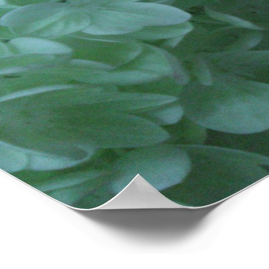 Poster Hydrangée 19 (Coin)
