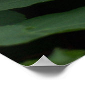 Poster Hydrangée blanche (Coin)