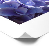Poster hydrangée bleue (Coin)