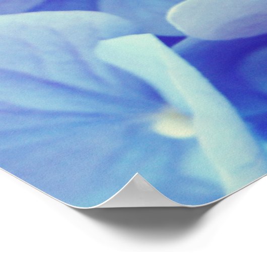 Poster Hydrangée bleue (Coin)