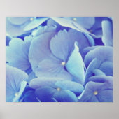 Poster Hydrangée bleue (Devant)