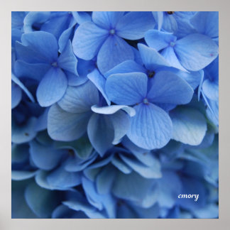 Poster Hydrangée bleue