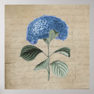 Poster Hydrangée bleue vintage sur le vieux parchemin