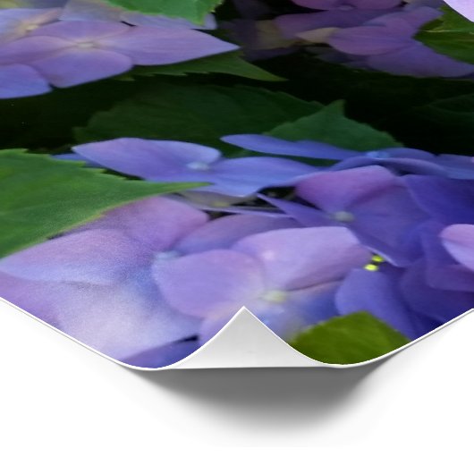 Poster hydrangée colorée (Coin)