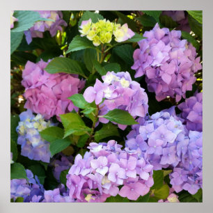Poster hydrangée colorée