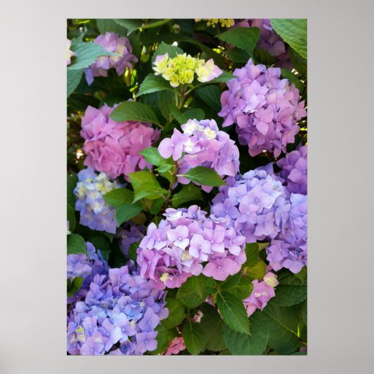 Poster hydrangée colorée (Devant)