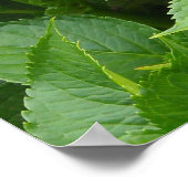 Poster Hydrangée rose profonde fleurit (Coin)