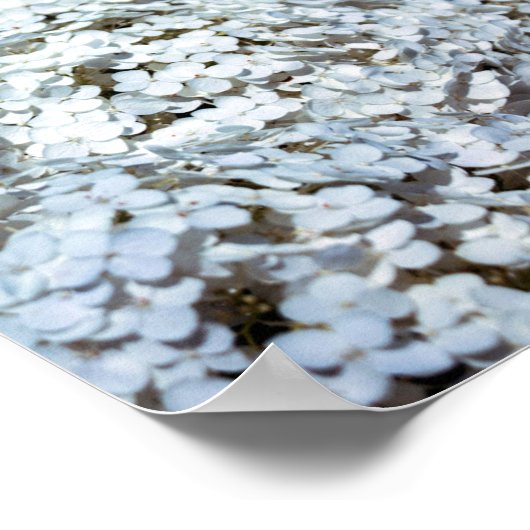 Poster Hydrangées blanches en Pologne (Coin)