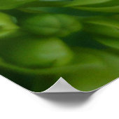 Poster Hydrangées en vert (Coin)